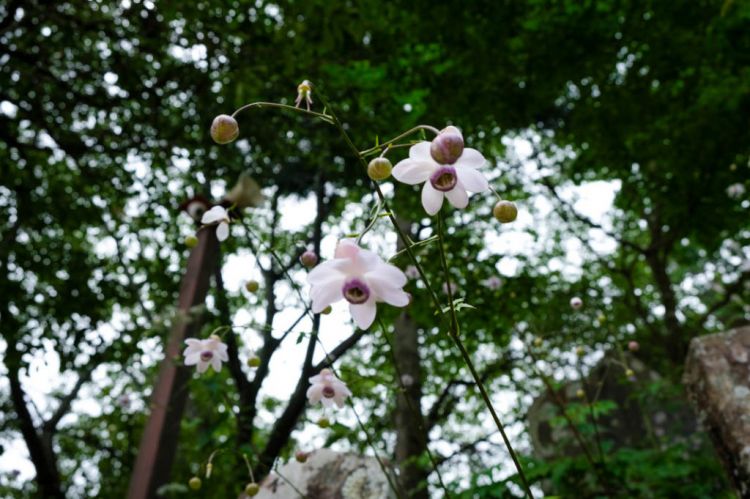 Bunga langka Rengeshoma di Gunung Mitake (JR Pass)