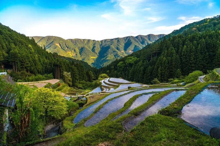 Pemandangan sawah terasering di desa Kamikatsu (Pixta via Tsunagu Japan).