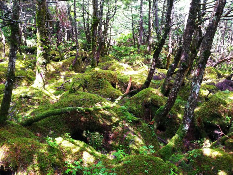 Pemandangan hutan lumut di Kota Chino