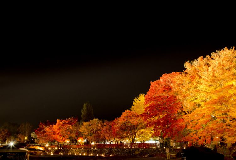 Momiji Kairou yang diterangi cahaya lampu di malam hari (en.kawaguchiko.net).