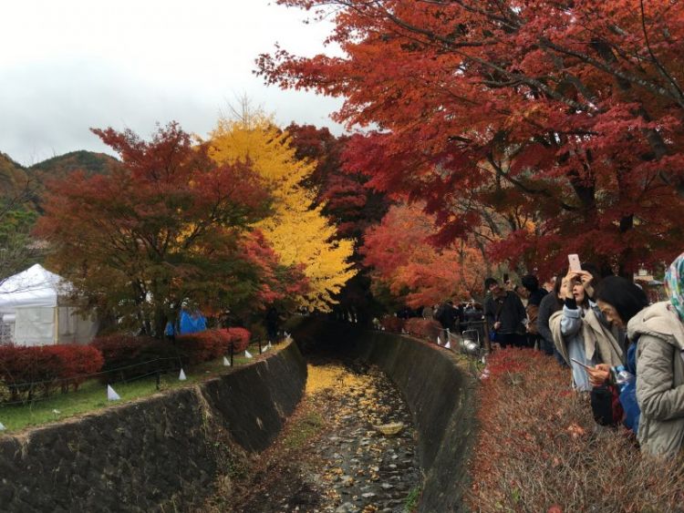 Momiji Kairou jadi spot wisata yang menarik perhatian wisatawan (Evangeline Neo/Japan Travel).