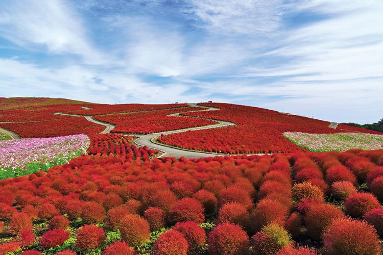 Bersepeda mengelilingi taman bunga di Hitachi Seaside Park (ibarakiguide.jp).