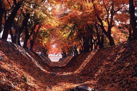 Momiji Kairou, spot paling cocok untuk menikmati pemandangan dedaunan khas musim gugur.