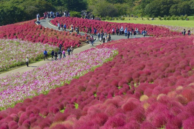 Bunga Kochia berwarna merah yang menarik saat musim gugur (GaijinPot Travel).