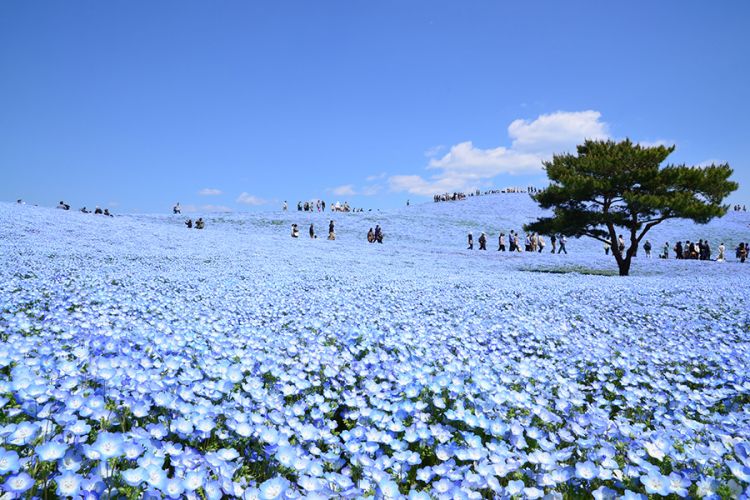 Lautan bunga Nemophila yang jadi ikon Hitachi Seaside Park (hitachikaihin.jp).