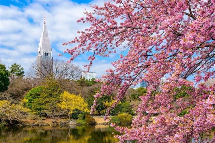 Taman Shinjuku Gyoen