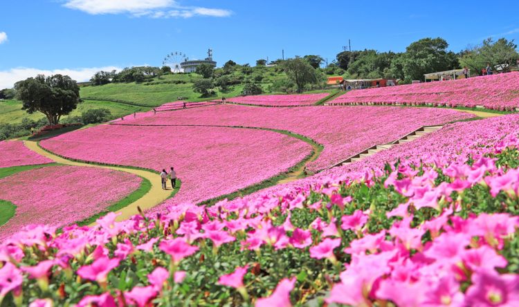 Berjalan di antara bunga-bunga petunia (Mother Farm)