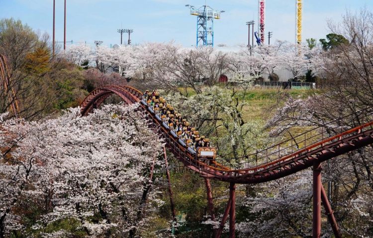 Roller coaster Bandit saat musim semi (Klook).