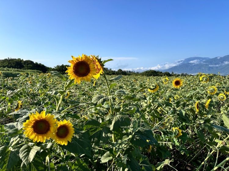 Taman Bunga Matahari Akeno di Hokuto, Prefektur Yamanashi