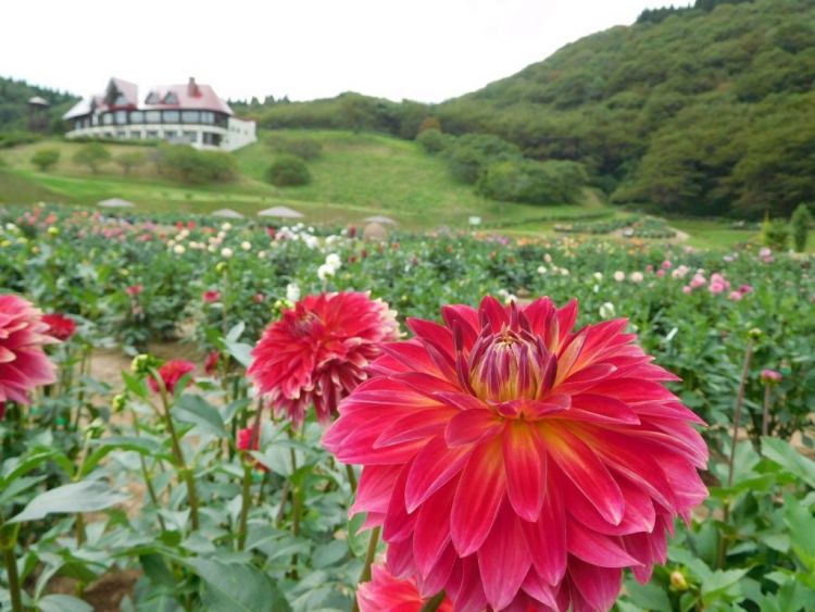 Akita International Dahlia Garden