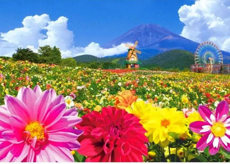 Heavenly Dahlia Festival di Grinpa Amusement Park