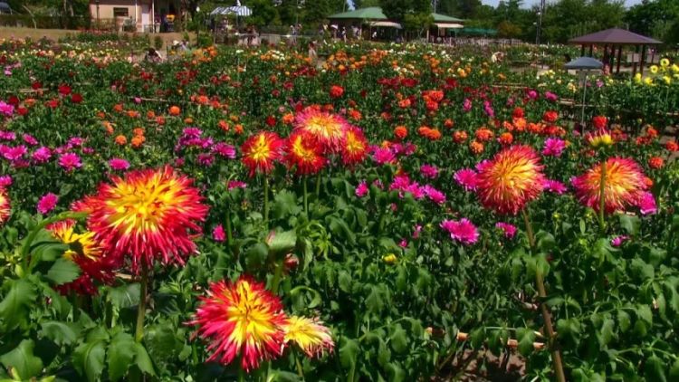 Kawanishi Dahlia Garden