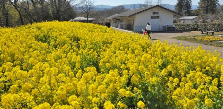 Bunga brassica rapa yang berwarna kuning bermekaran