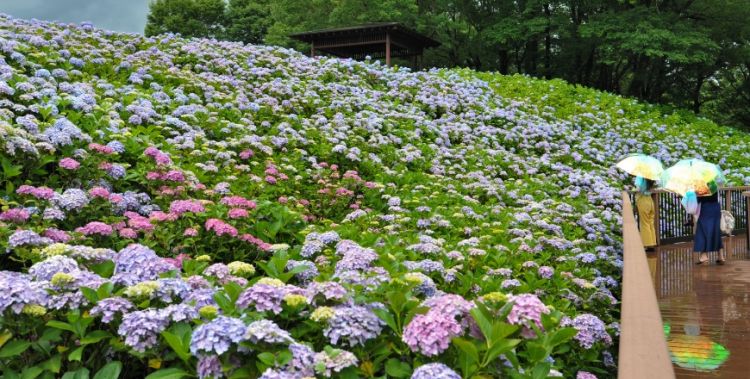 Sekitar 200.000 tanaman hydrangea mekar selama Ajisai Festa