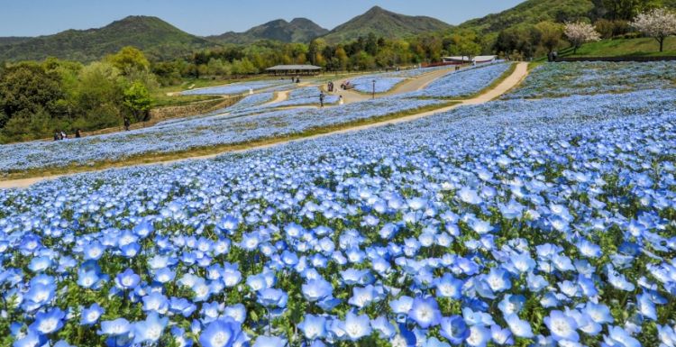 Sanuki Mannou Park diisi oleh hamparan bunga nemophilia selama Haru Ranman Festa