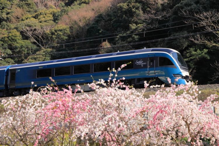 Kereta wisata Saphir Odoriko yang melaju saat musim semi.