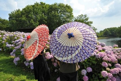 payung tradisional Jepang yang dapat disewa