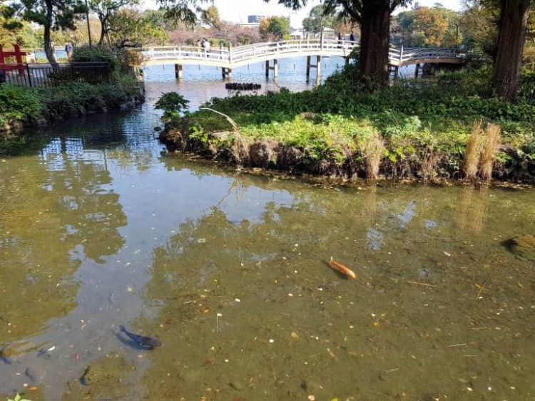 Kamu bisa mengamati ikan di kolam karena airnya yang sangat jernih