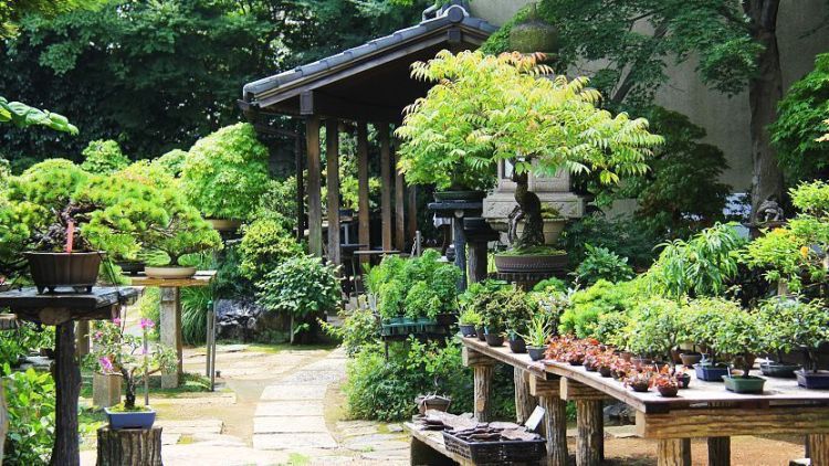 Area pembibitan yang ada di Desa Bonsai Omiya (Japan Guide).