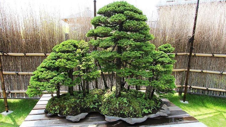 Salah satu bonsai ala hutan yang ada di desa Bonsai Omiya (Japan Guide).