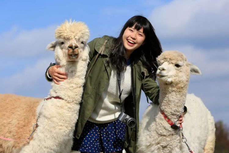 Di Nasu Animal Kingdom kamu bisa mengelus hewan-hewan imut seperti Alpaka (Visit Tochigi)