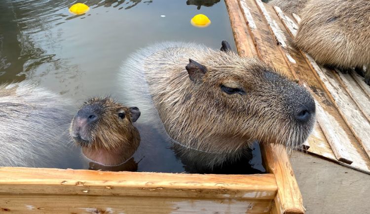 Kapibara sedang asik berendam di Nasu Animal Kingdom Prefektur Tochigi