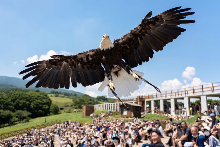 Pengalaman menyaksikan pertunjukan burung elang di Sky Stadium (Rakuten Travel)