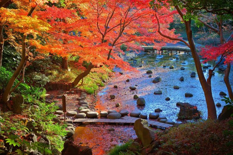 Pemandangan musim gugur di Koishikawa Korakuen Gardens Tokyo (Rakuten Travel)