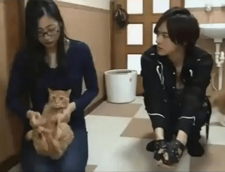 Keinginannya merawat kucing jalanan (YouTube).