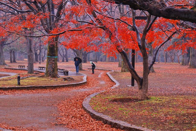 Taman Yoyogi saat musim gugur (Kazs2307/Flickr)