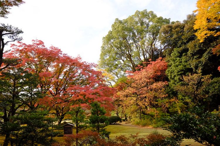 warna-warni daun momiji dan ginkgo saat musim gugur di Taman Rikugien (Hideya Hamano/Flickr)