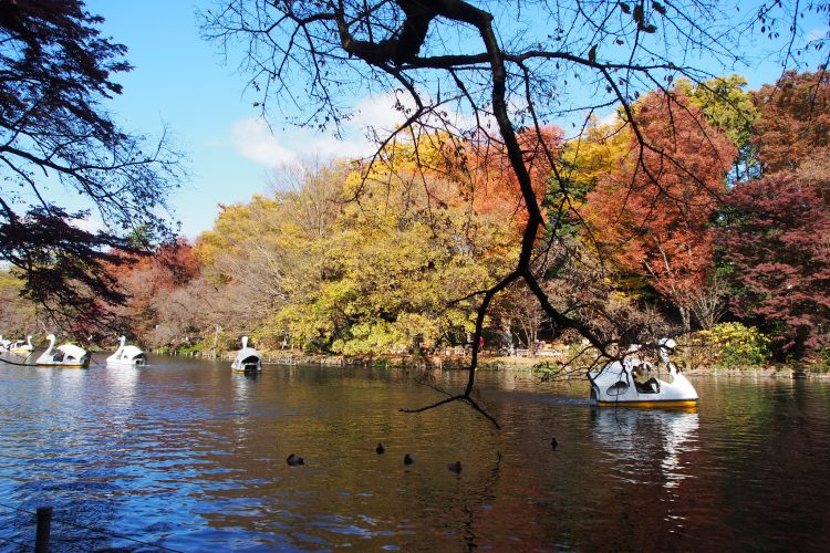 Pemandangan musim gugur di Inokashira Park (Nakashi/Flickr)