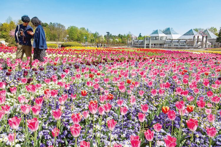 Bunga-bunga tulip mekar di Kaneko Seeds Gunma Flower Park saat musim semi (Visit Gunma)