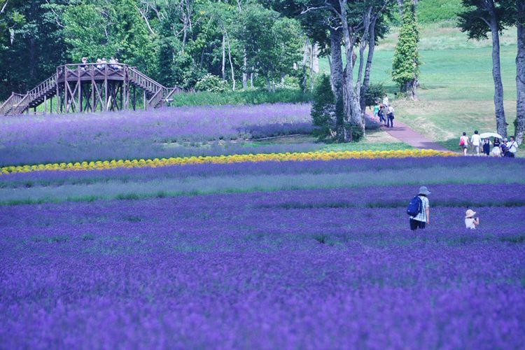 Hamparan bunga lavender di Tambara Lavender Park (Visit Gunma)