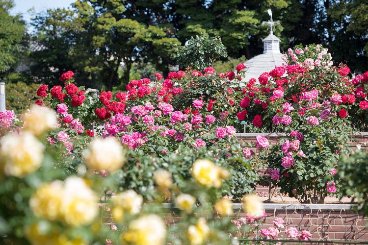 Shikishima Park Kadokura Techno Rose Garden, taman bergaya Eropa (Visit Gunma)