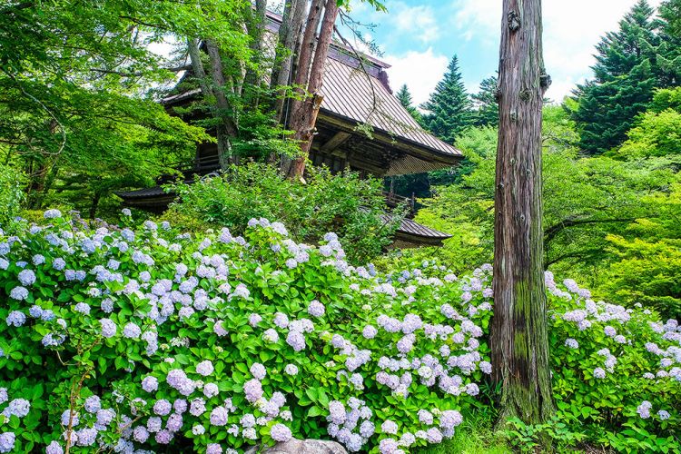 Kichijoji Temple yang dipenuhi bunga hydrangea (Visit Gunma)