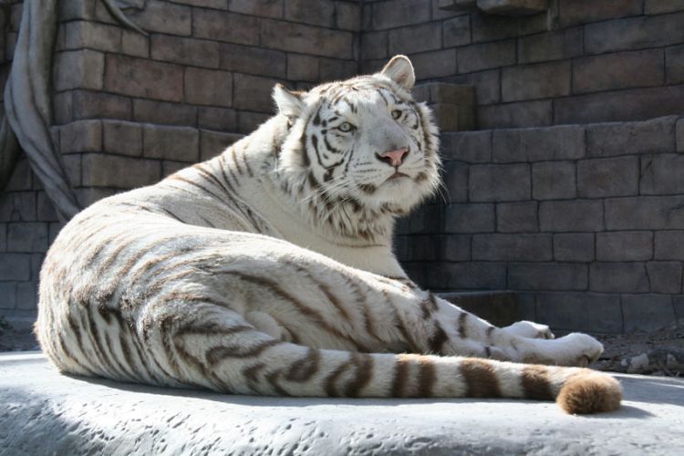 Harimau putih yang langka di Kebun Binatang Tobu (Tobu Zoo Official Site)