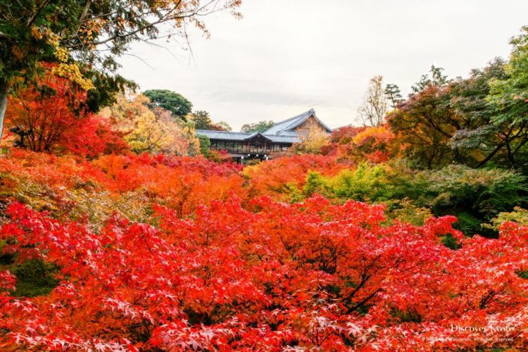 Pemandangan musim gugur di Kuil Tofukuji (Dicover Kyoto)