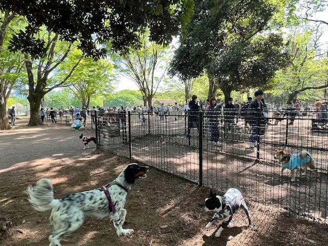 Aktivitas seru Yoyogi Park.