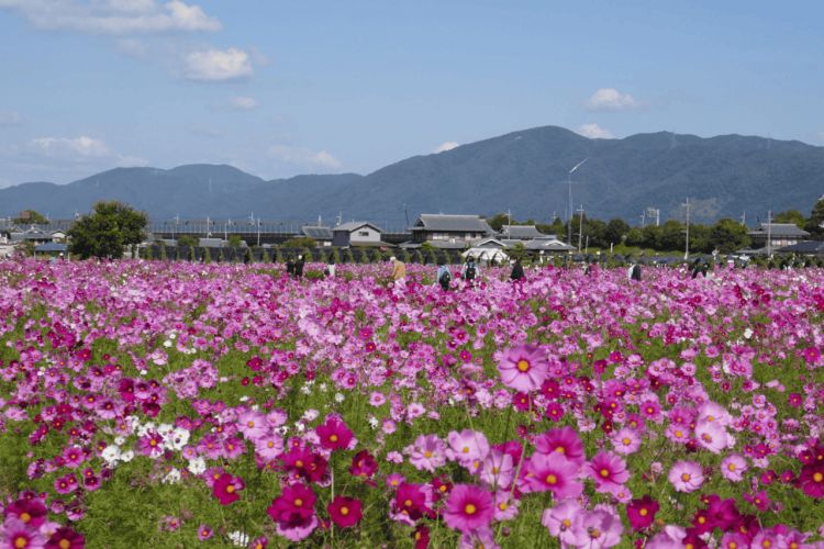 Ladang bunga kosmos di Yume Cosmos Garden (Another Kyoto Official Travel Guide) 