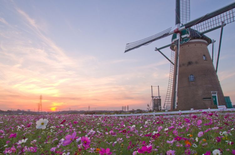 Pemandangan ladang bunga kosmos dan kincir anign belanda di Sakura Furusato Square (Visit Chiba)