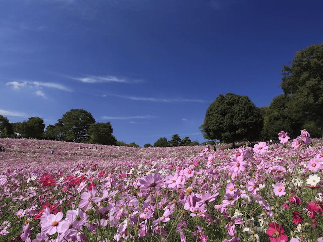 Hamparan bunga kosmos di Showa Kinen Park (Tokyo Metropolitan Government).