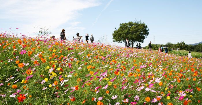 Bunga kosmos yang berwarna-warni di Expo '70 Commemorative Park (Official Osaka Commemorative Park)