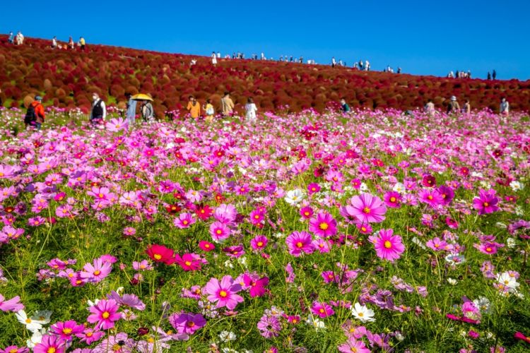 Bunga komos bersama dengan kochia merah mekar di Hitachi Seaside Park (PhotoAC/スプププ)