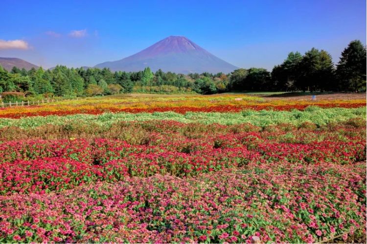 Fuji Rainbow Flower Festival di Fuji Motosuko Resort (Fuji Shiba-sakura Festival)