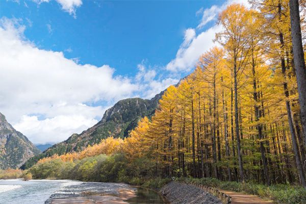 Dedaunan berubah warna di bulan Oktober di Kamikochi (Kamikochi Guide)