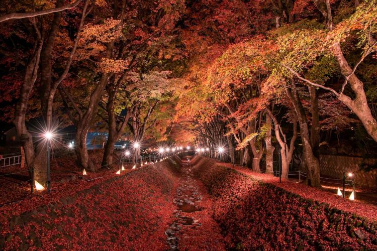 Suasana Festival Dedaunan Musim Gugur saat malam hari (Zekkei Japan)