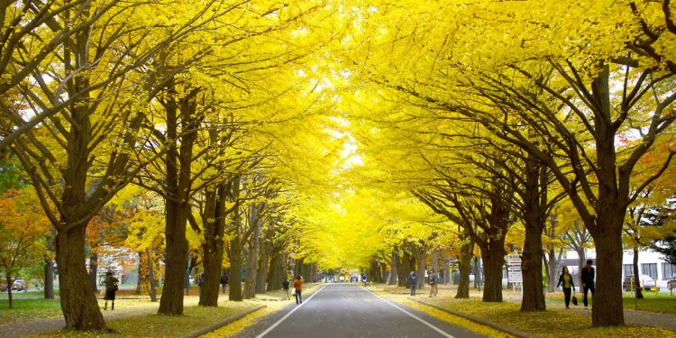 Pepohonan maple nan terbentang di sepanjang jalan hokkaido University Ginkgo Avenue