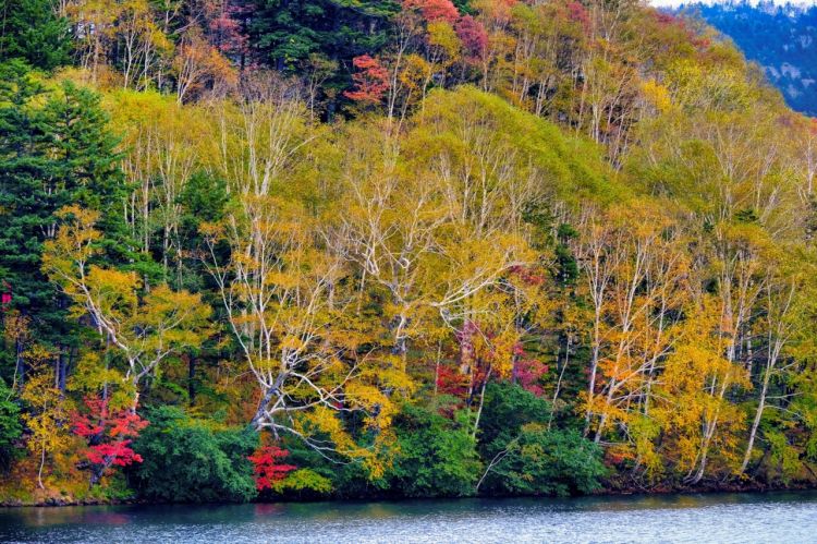 Pemandangan Danau Shikaribetsu di musim gugur (Visit Hokkaido)