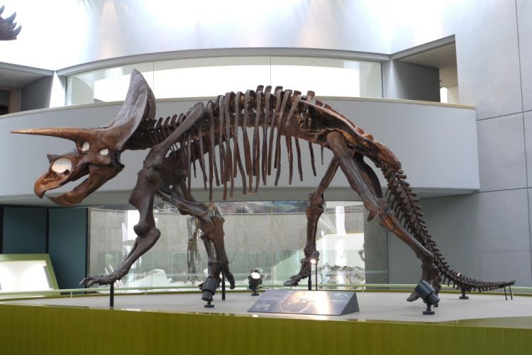 Toyohashi Museum of Natural History